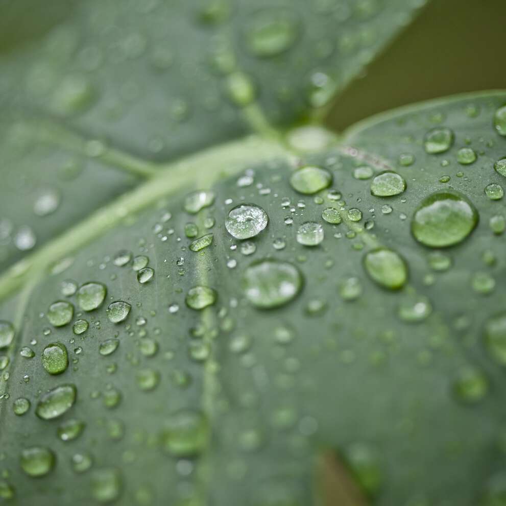 Unsere Vorteile mit unseren Kühlsystemen für Biomasse als Energiequelle: